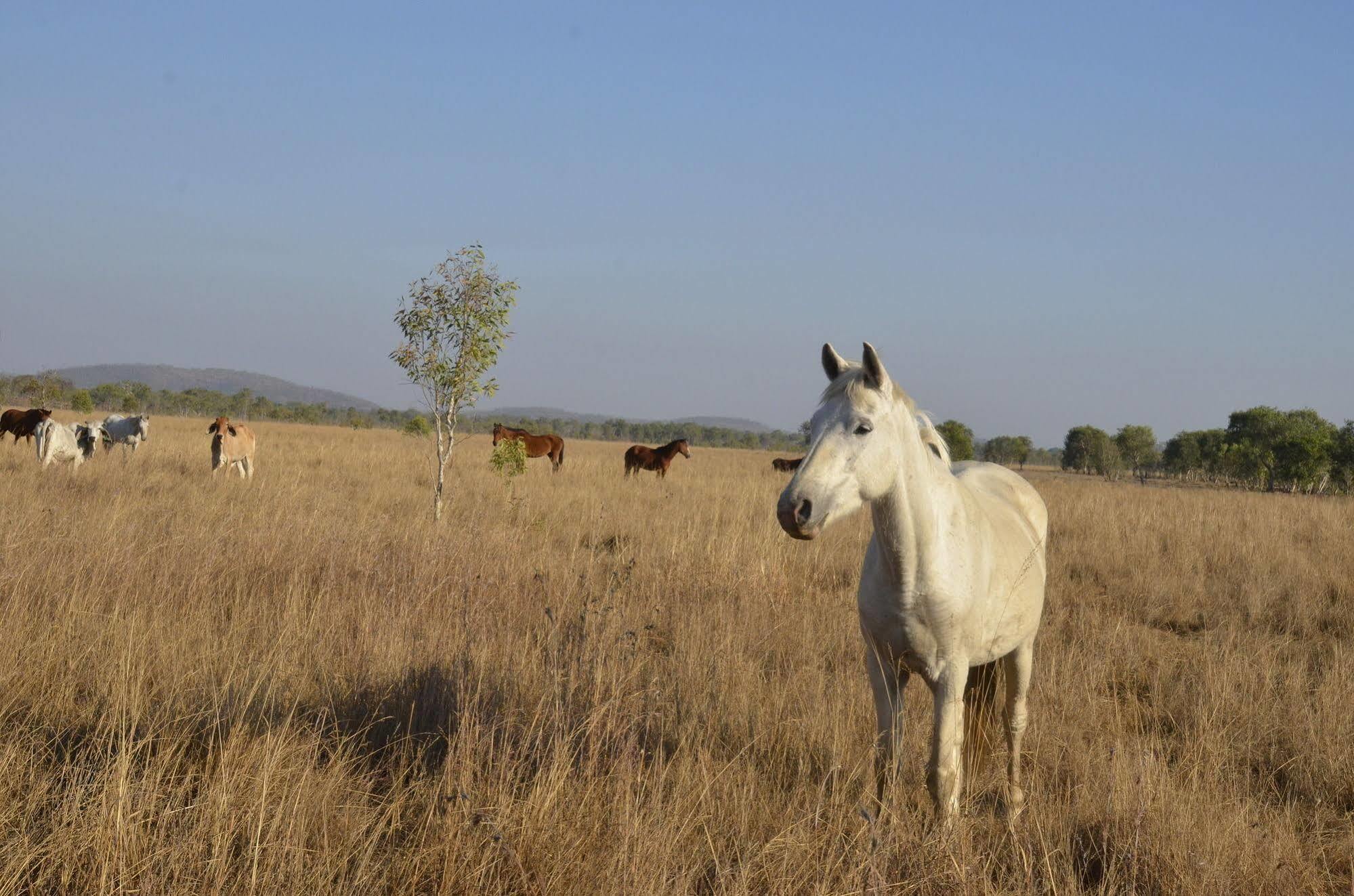 Mt Bundy Station Βίλα Batchelor Εξωτερικό φωτογραφία